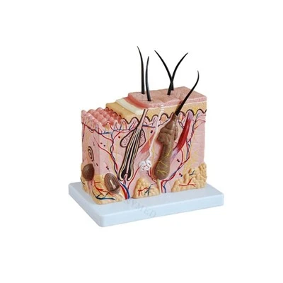 Modèle de tissu cellulaire microscopique